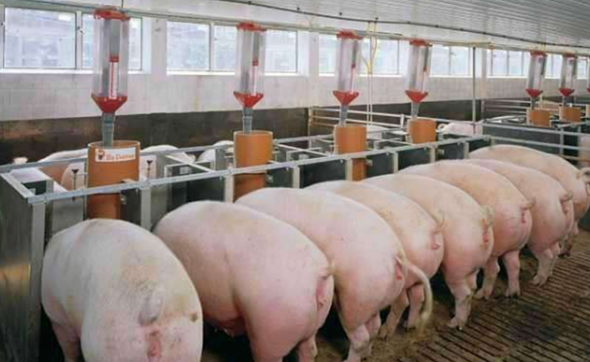 『肉价』养猪会不会赔钱，取决于市面上猪肉价格，会不会大幅度降价