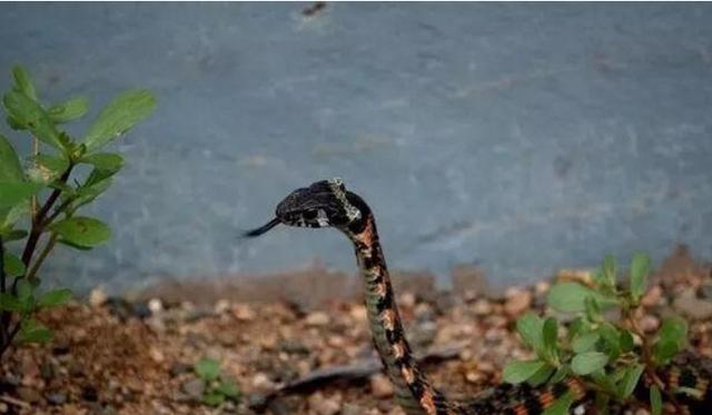 [毒蛇]被广泛争议的一种蛇类，野鸡脖子蛇到底是无毒蛇，还是有毒蛇？