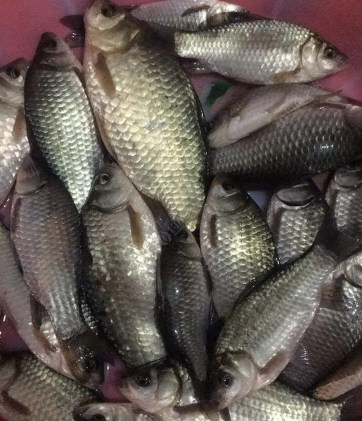 |提醒:越来越多人不用“打窝”来钓鱼了,只用这小物,天天爆护没难度