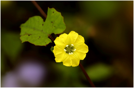 运势|下个月运势水涨船高的三大生肖，财源滚滚来，事业一帆风顺