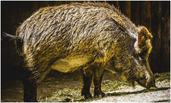 「毒蛇」猪是蛇的克星？在人类眼里非常蠢笨的猪，为何不怕毒蛇？