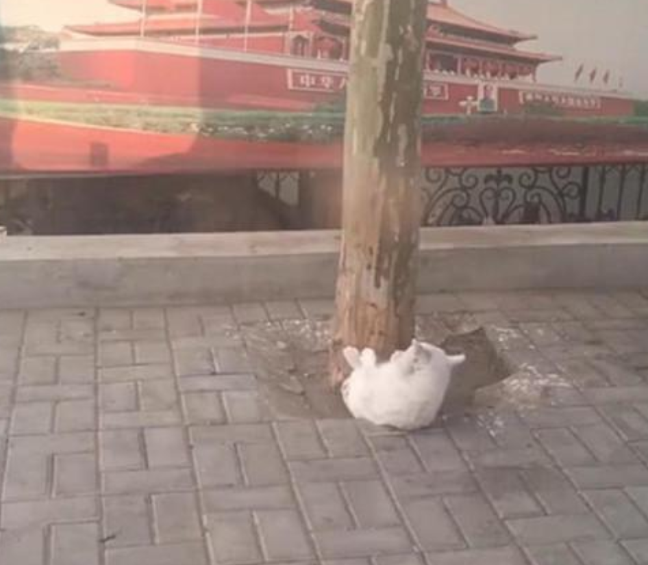 |树下躺着一只白猫,样子有些奇怪,看清后一瞬间觉得有些脸红了