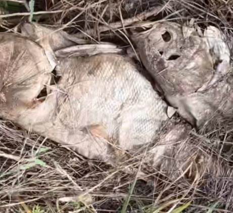 |“这么好的大鱼，还是来晚了一步...”撒上盐就是现成的咸鱼！