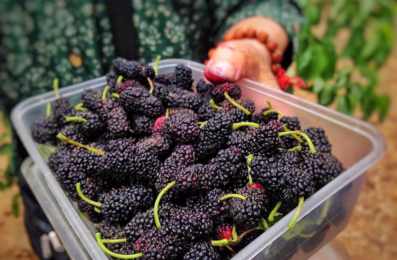 「桑葚」提醒大家;1种水果泡酒喝,每天1杯,男人总有用不完的劲