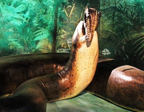 科学家|史前巨蟒被科学家复制到了博物馆里，人们看到后惊道：幸好它早已灭绝