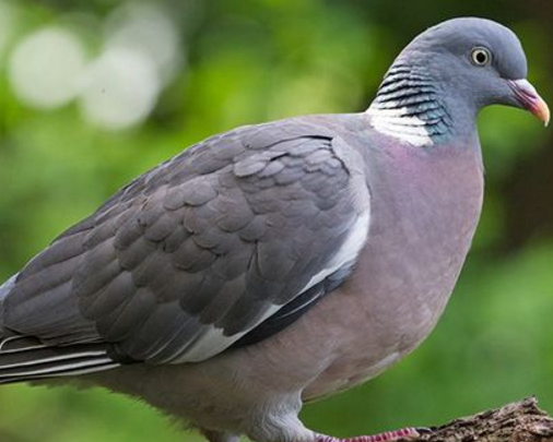 鸽子从小到大，要如何进行优劣的筛选？除了细致的观察之外，还有以下几点！