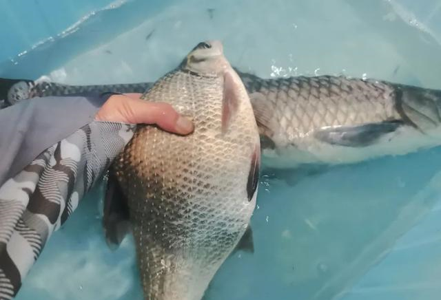 水库|黑坑收费高、规则又苛刻，为啥钓鱼人反而越来越多？