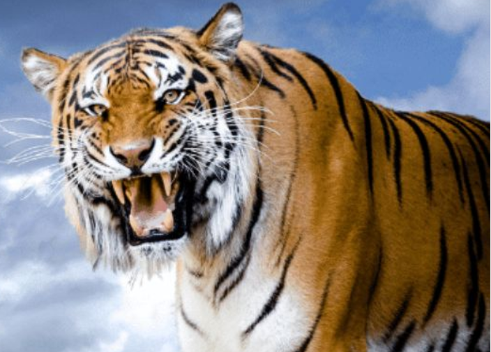 新疆维吾尔自治区■老虎一旦灭绝,对人类的影响到底能有多么大?新疆的教训至今难忘!