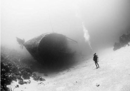 『鲸鱼』大海让人恐惧的一面，看完让人后背发凉