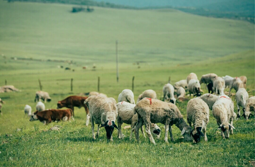 自驾■五一去哪里玩？ 中国最美草原公路, 适合自驾边走边玩！