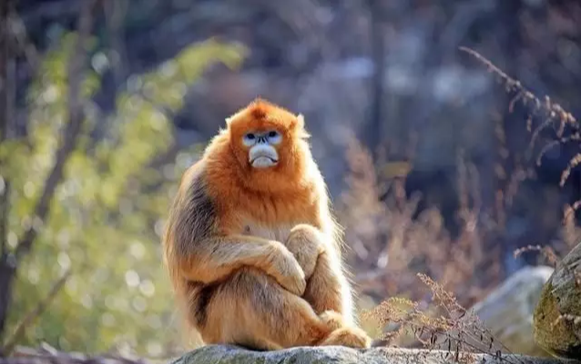 「」生肖猴,金猴年是哪些年份