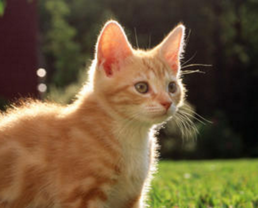 那么今天我们来盘点一下一些猫咪令害怕的事情，主要分为三种情况！