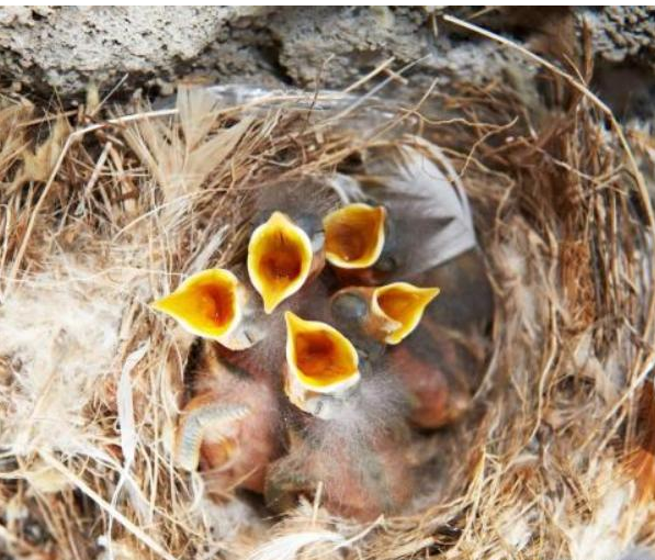 昆虫|为什么会有“麻雀养不活”的说法?