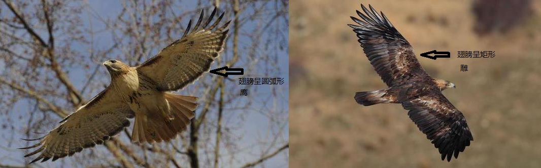|鹰和雕的区别是什么?3个简单的辨识方法