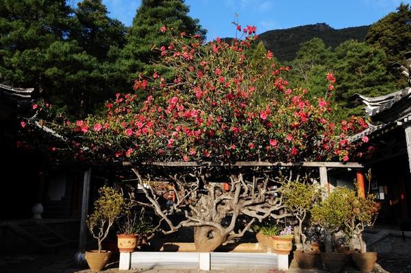 [丽江]丽江游记：来年春天，一起相约玉峰寺赏百年茶花