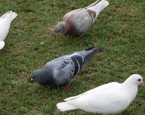 鸽子从小到大，要如何进行优劣的筛选？除了细致的观察之外，还有以下几点！
