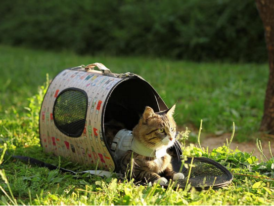 应不应该遛猫？尽量不要去这么做，会对猫咪有很大的伤害