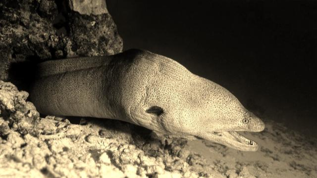 蛇颈龙|俄罗斯63年前现巨型水怪,长15米似大卡车,至今不知是何生物