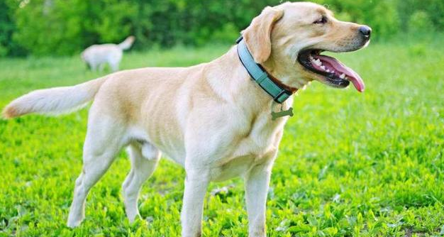 建议大家去选择米白色体毛的拉布拉多，经常给它洗澡，非常的闪亮耀眼，特别可爱。