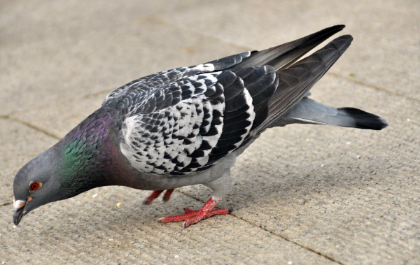 挑选鸽子其实在赛鸽运动中是比较困难的，挑选鸽子是即比赛之前的有一个筛选过程。