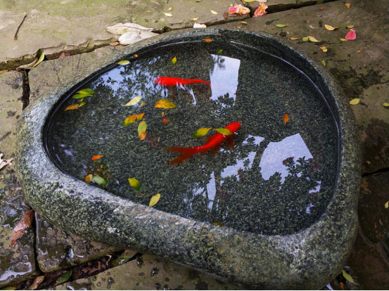 青苔|鱼为何“饿”不死？看完你就顿悟了！