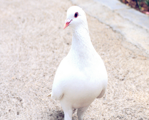 30天没有家飞小鸽子，不用关养直接放鸽舍进行散养，让小鸽子自由出进就可以！
