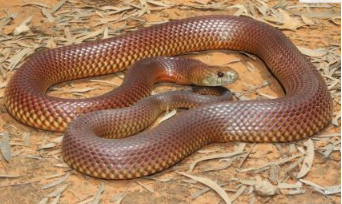 『毒液』世界3大“恐怖”毒蛇,第一位毒液“无敌”,眼镜王蛇沦为垫底