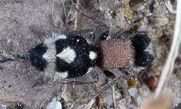 【】大自然最“诡异”的奇葩动物,你应该都没见过,图6是“神兽”吗?