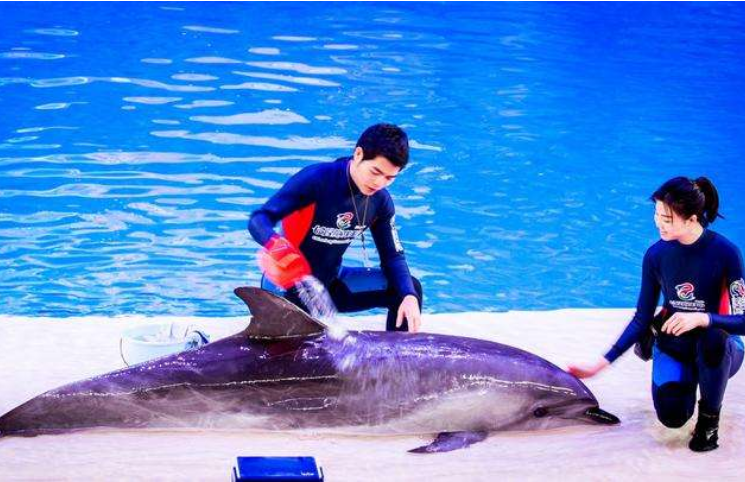 『海豚』海豚为何如此亲近人类?科学家:因为你在它眼中,长这幅模样