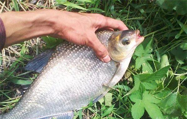 鲫鱼|鳊鱼的制饵、用饵规律和钓法的选择，学会这些，别再说你不会钓鱼