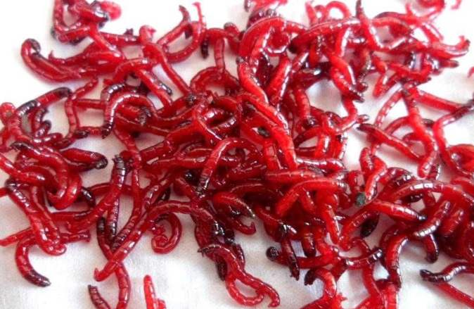 蚊子|国内某知名教授苦心研究30年，成功培育冬天咬人蚊子，意义何在？