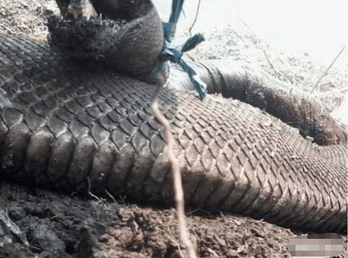 「印度尼西亚」印尼森林大火将一切化为灰烬，10米超级巨蟒被烧焦，专家：无一幸免