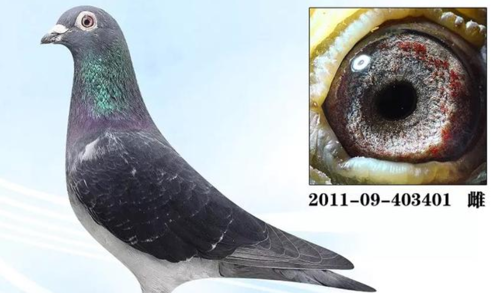 鸽子的成熟其判断应该按照鸽子的实际竟翔中的表现来判定，并不是性成熟