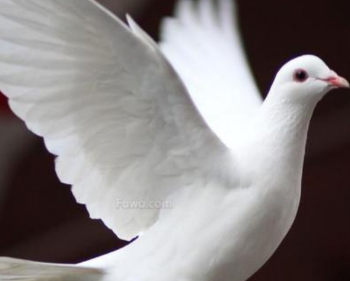 杨阿腾的牛眼配上詹森的沙眼怎么样？能飞多少公里？测试结果让所有人意想不到！