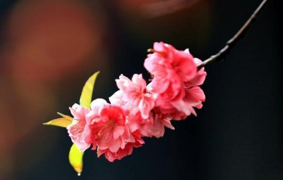 【天蝎座】心眼极多，最为狡猾的3星座，智商高人一等，城府深不可测