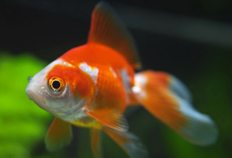 金鱼为什么越养颜色越浅