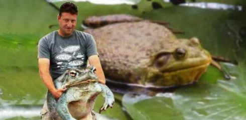 非洲巨蛙|土豪才能吃得起的顶级食材，1906年才被发现，每年仅可出口300只