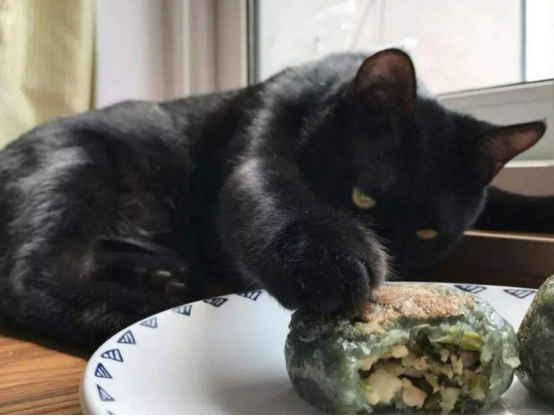 养猫比养狗好得多，说到对我们的帮助，很多人都会心动吧