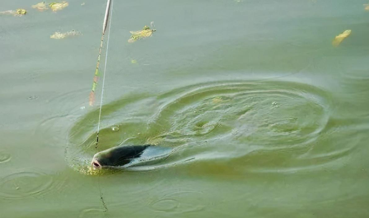 文物|揭开“脱钩跑鱼”的神秘面纱，几招让你不再烦恼！