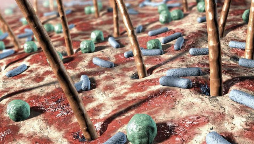 『肝脏』人体的最大器官竟然是它，女生付出大代价保护它