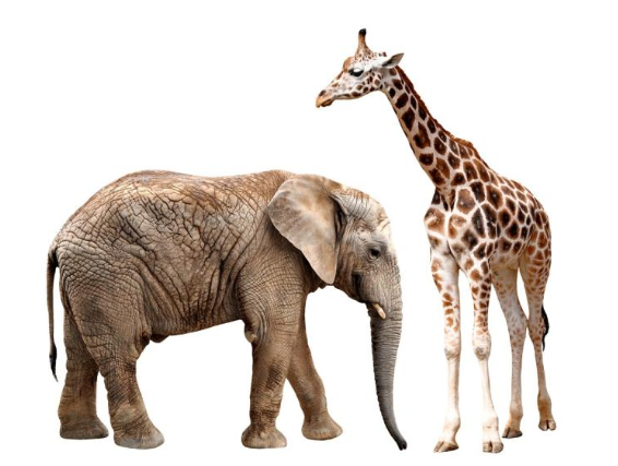 大象|厕所门上是“大象和长颈鹿”，该如何区分性别？跑错就尴尬了