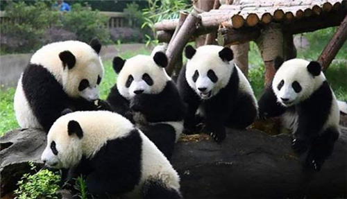 老虎▲为何肉食动物不敢惹熊猫？专家：看熊猫800万年前叫啥，就明白了