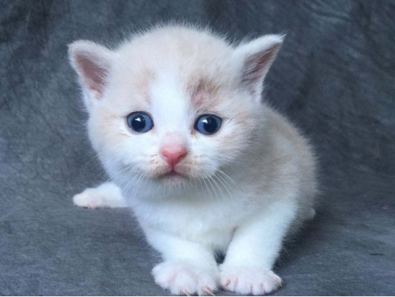 猫咪经常在门口等主人，说到根本原因，很多人也感慨吧