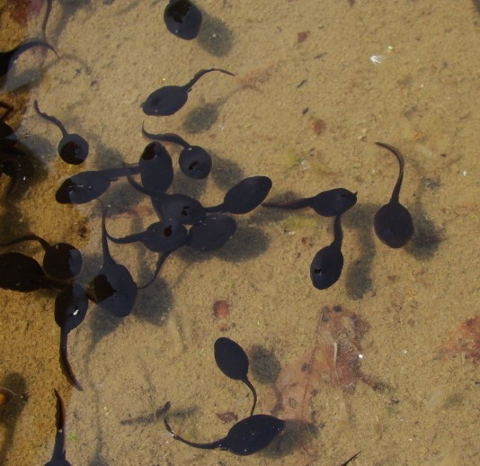 【蟾蜍】哪种蝌蚪长大变成青蛙？哪种蝌蚪长大变成蟾蜍？