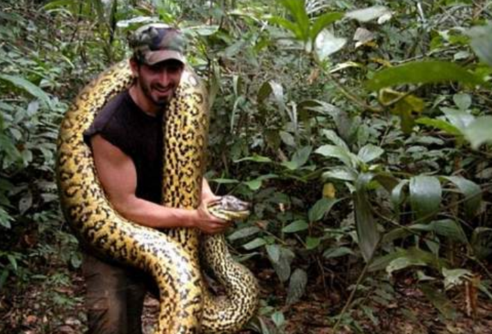 [蟒蛇]被蟒蛇活吞后，能用利刃划破蛇肚皮逃走吗？科学家揭秘真相！