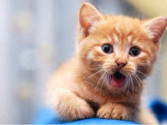 小猫咪虽然很可爱，时间长了总挑食，这也是很好改变的