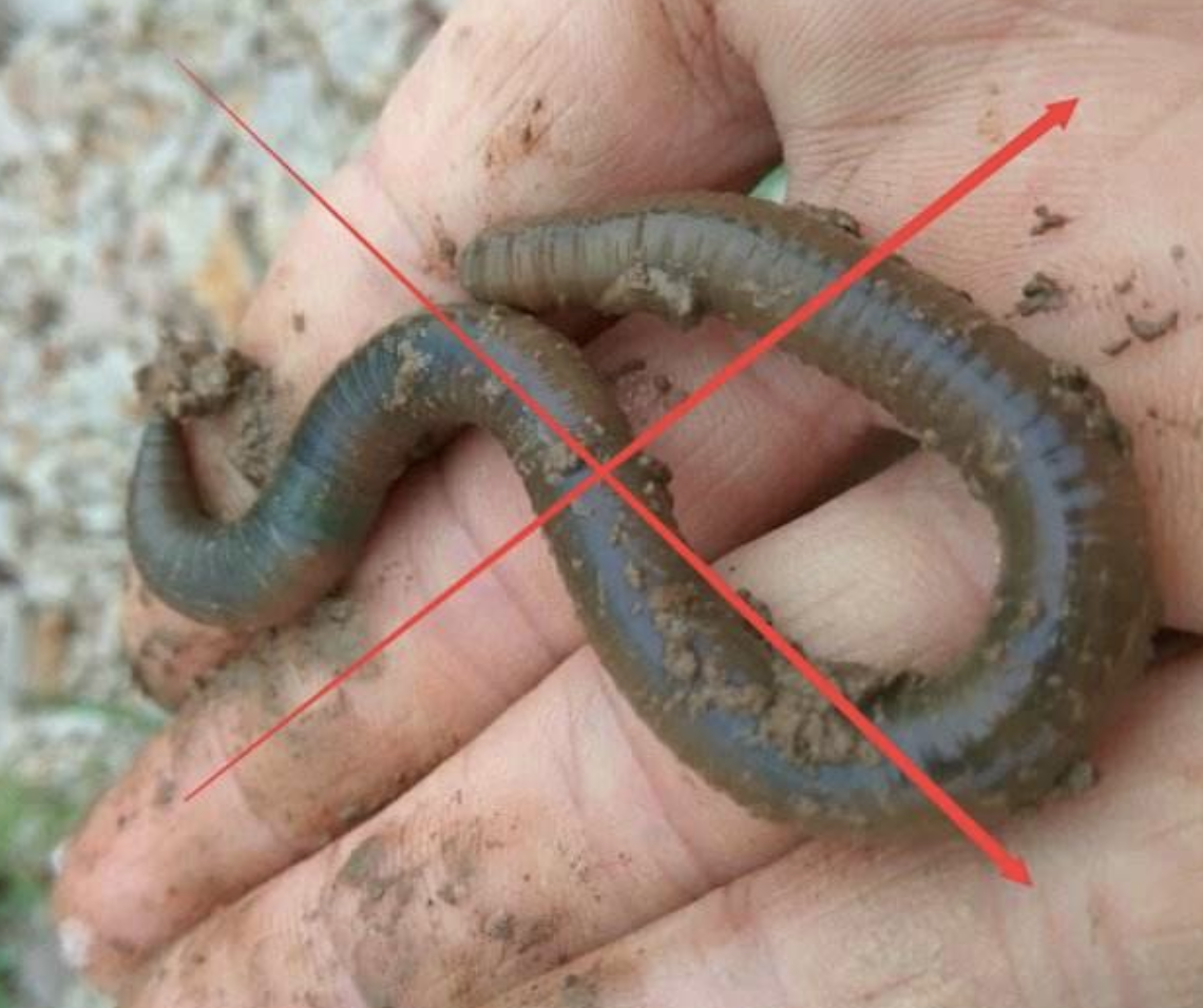 饵料|偷偷告诉你：蚯蚓钓鱼已成过去式！用这“新鲜货”，天天上鱼到手软