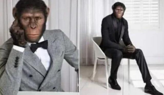 猩猩|一只上过大学的猩猩,它认为自己也是人类,但现实给了它一记沉重的耳光