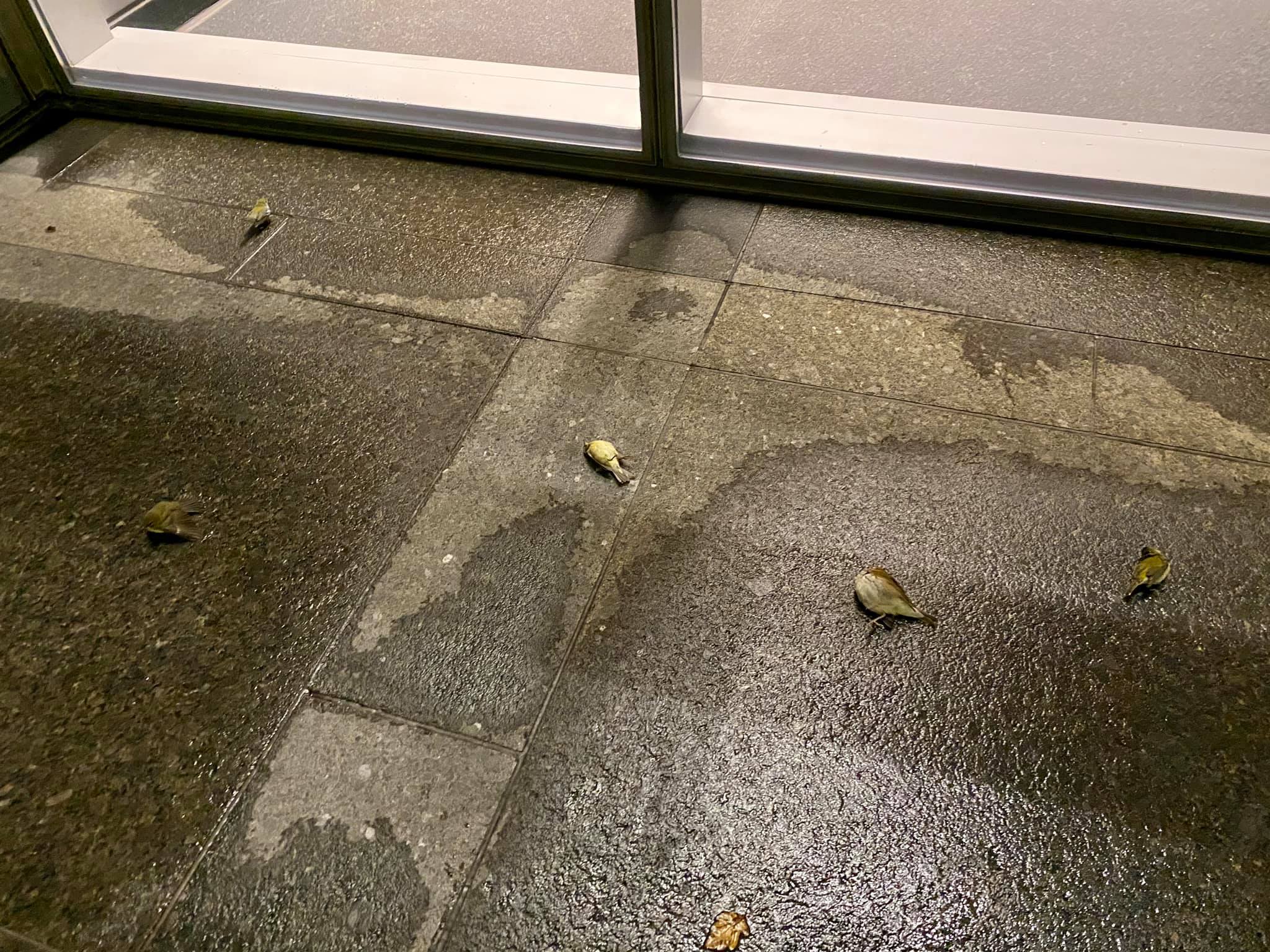 摩天大楼|气温骤降，费城数千只鸟儿飞入摩天大楼撞上玻璃，死鸟横尸遍地