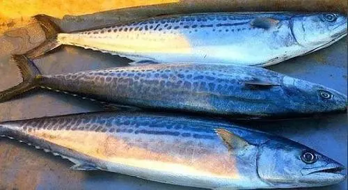 ：买鲅鱼时，遇到这5种赶紧掉头就走，海鲜老板也从不让家里人吃！